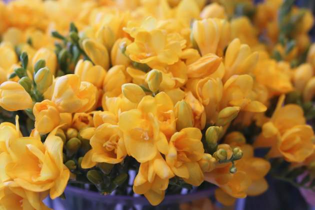 Imatge d'una frèsia de color groc / Foto: Pixabay Imatge d'una frèsia de color groc / Foto: Pixabay