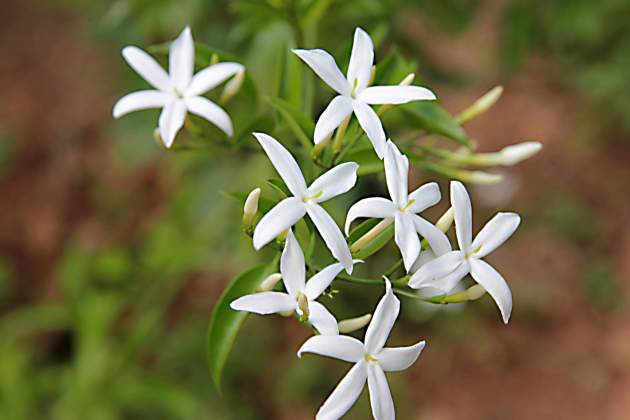 Él gessamí és una de les plantes més aromàtiques / Pixabay Él gessamí és una de les plantes més aromàtiques / Pixabay