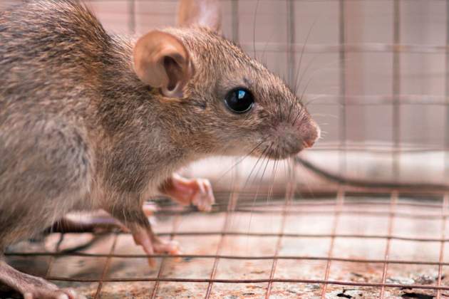 Imatge d'arxiu d'un ratolí Imatge d'arxiu d'un ratolí