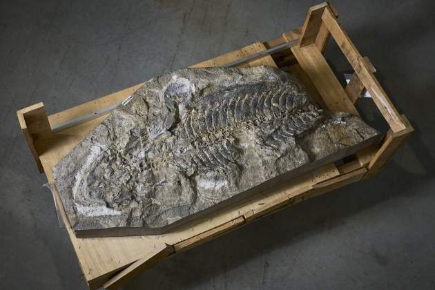 Fósil de anfibio, 240 millones de años de antigüedad. Foto de Richard Freeman de la UNSW de Sídney