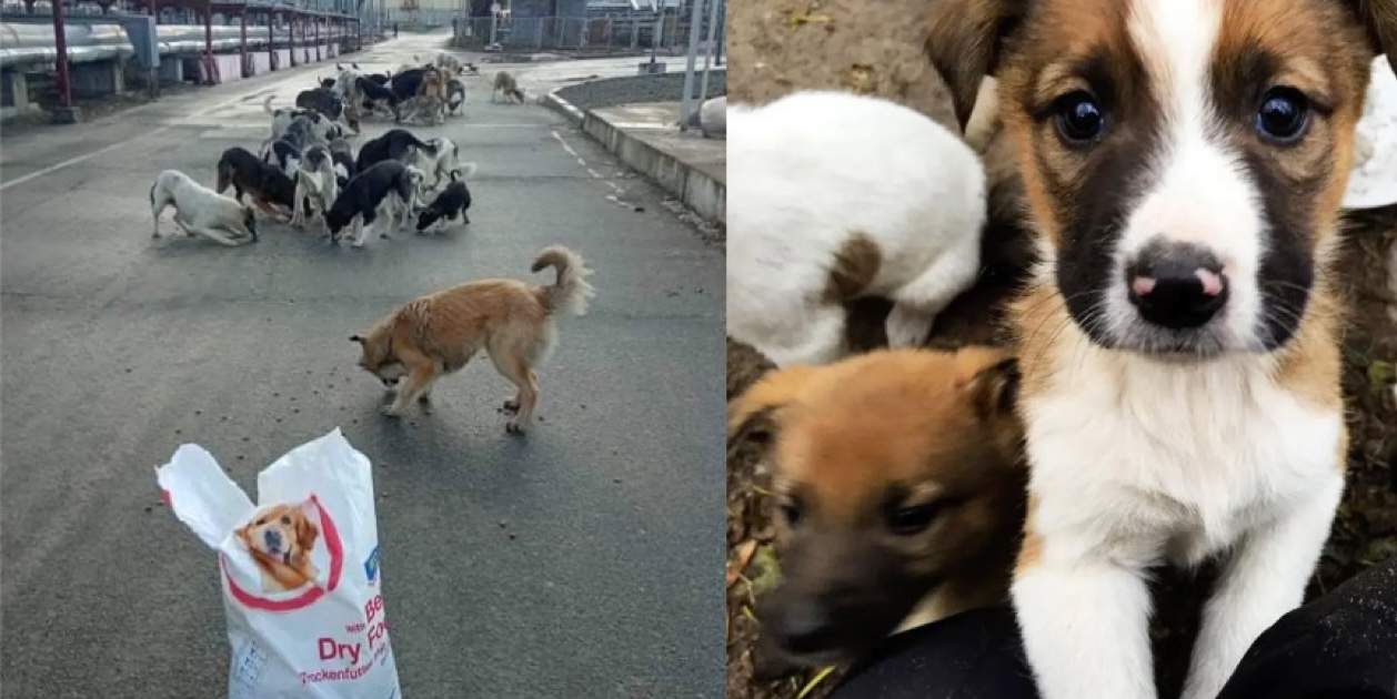 Los perros de Chernóbil han evolucionado de forma acelerada, y el motivo no sería el que estás pensando