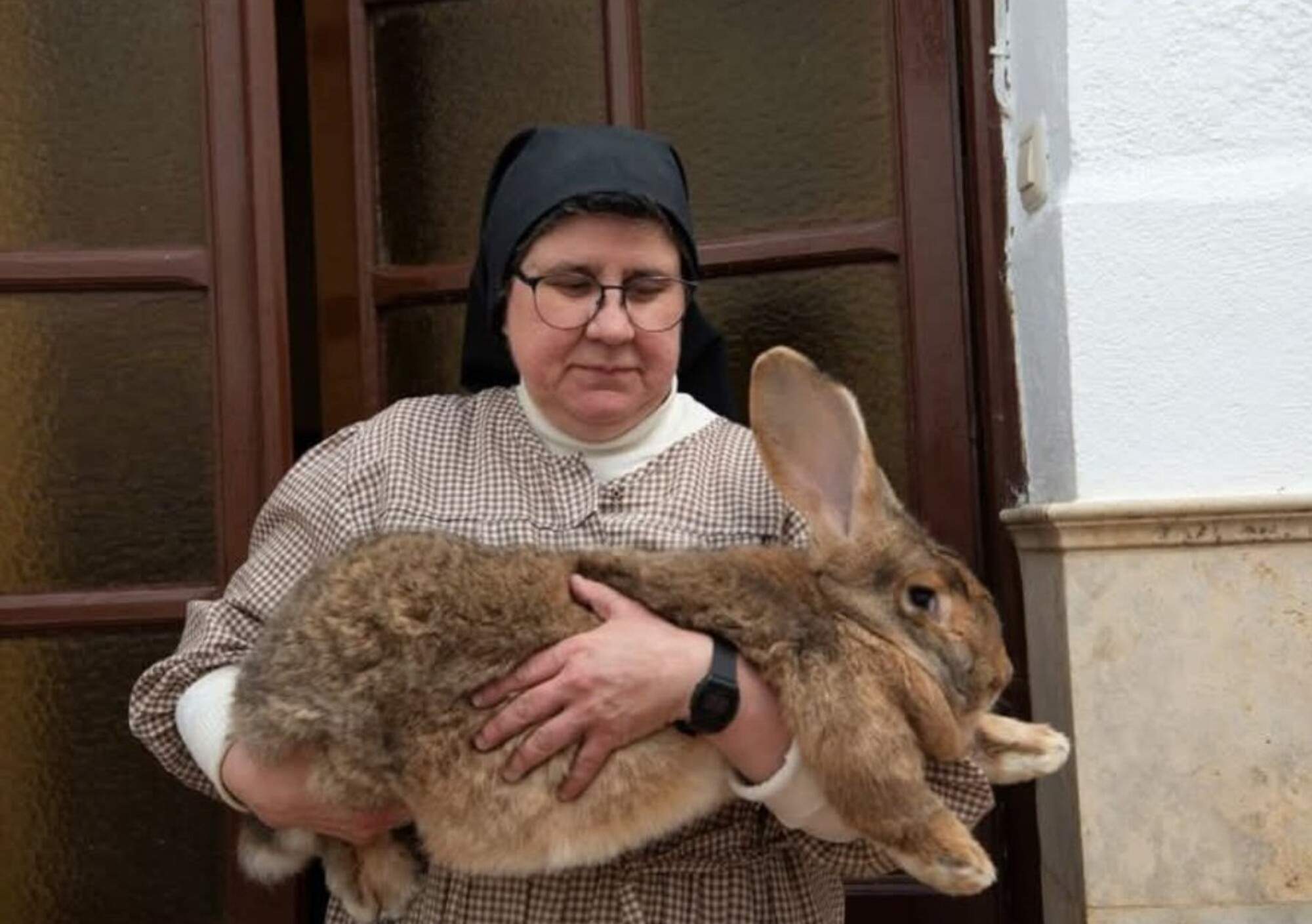 Salvar els conills gegants en perill d'extinció: el propòsit d'unes monges de Toledo