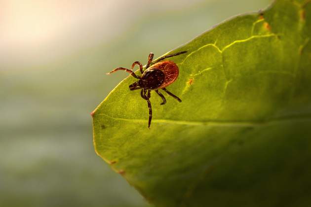 Imatge d'una paparra / Foto: Pixabay Imatge d'una paparra / Foto: Pixabay