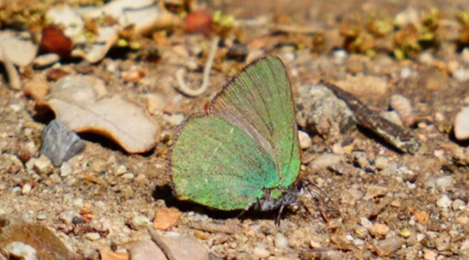 Barcelona identifica una nueva especie de mariposa, la cejirrubia, y ya son 52 las observadas en la ciudad