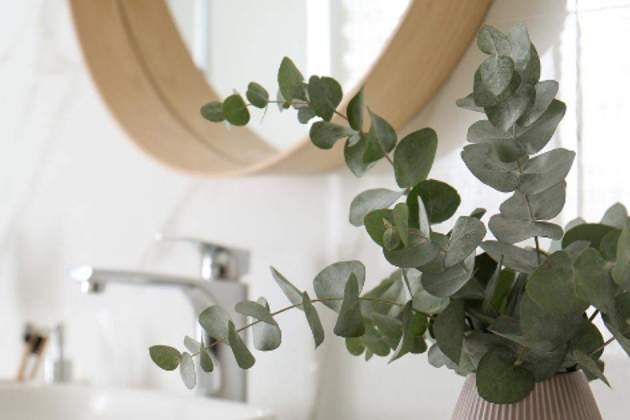 Imatge d'una planta d'eucaliptus / Foto: El Mueble Imatge d'una planta d'eucaliptus / Foto: El Mueble
