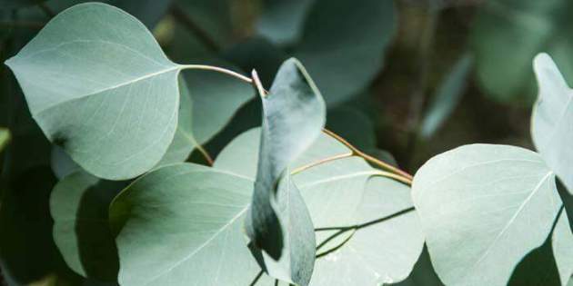 L'eucaliptus destaca pel seu aroma / Foto: El nou garden L'eucaliptus destaca pel seu aroma / Foto: El nou garden