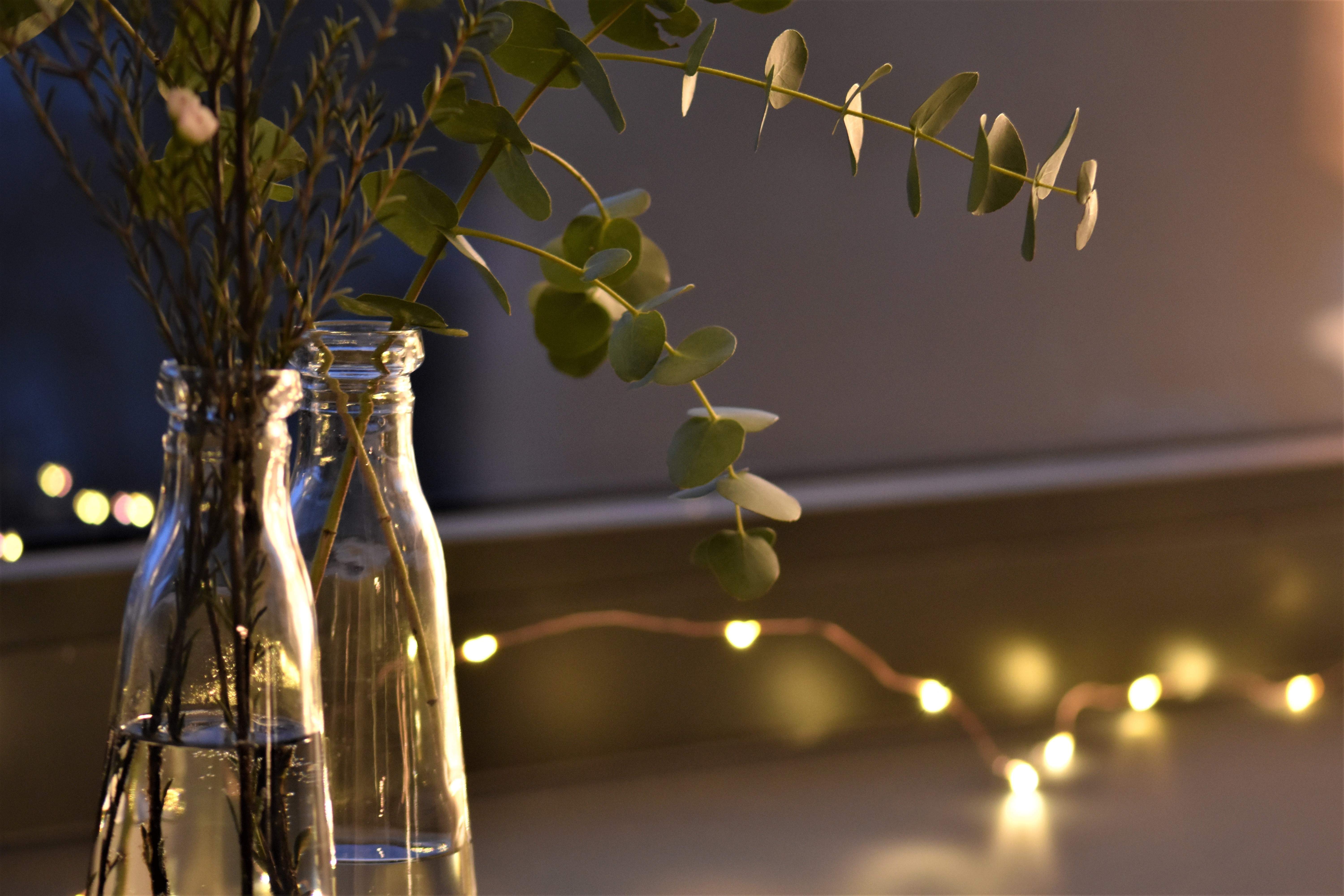 Adeu als ambientadors químics: la planta perfecta per perfumar la llar de manera natural