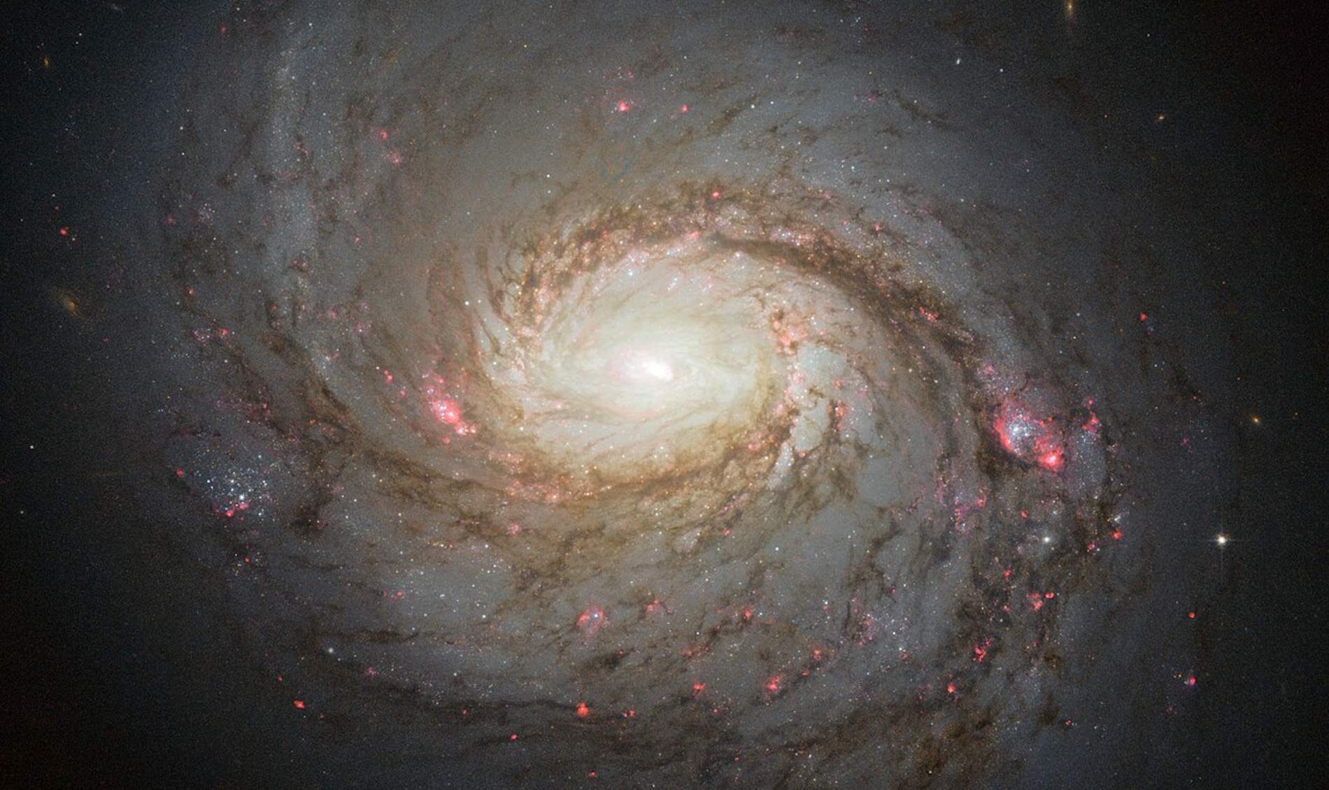 La Galàxia del Calamar: així és un dels llocs més voraços de l'Univers