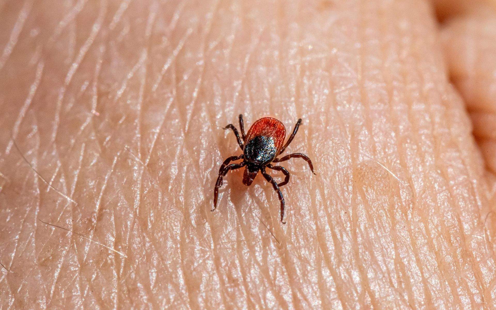 Ana Ramírez, veterinària: "Les paparres arribaran setmanes abans de l’habitual"