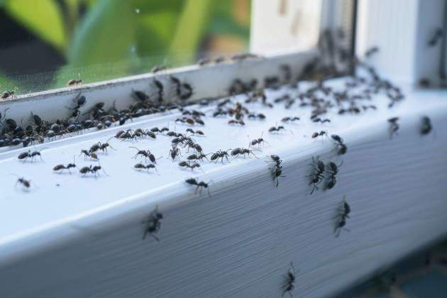 Imagen de hormigas en una ventana Imagen de hormigas en una ventana