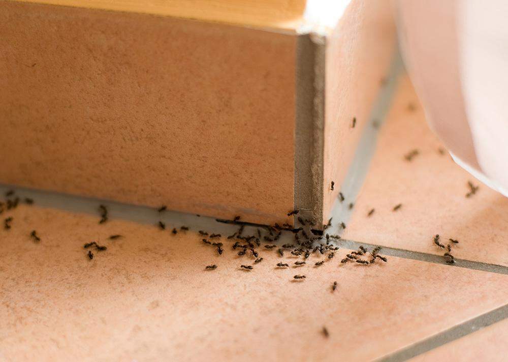 Adiós a las hormigas en casa: el truco casero con ajo para eliminarlas sin químicos