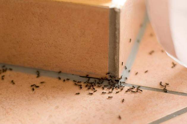 Imatge de formigues en una casa Imatge de formigues en una casa