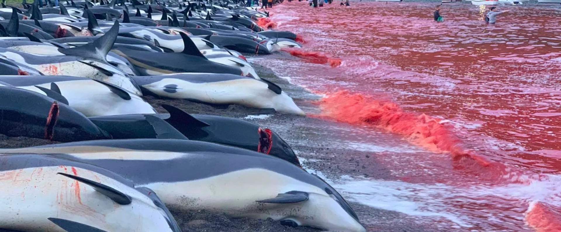 Més de 700 dofins sacrificats en un sol dia a les Illes Fèroe: "És tradició"