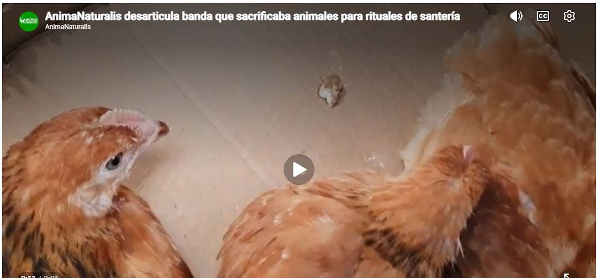 La fiscal demana 7 anys de presó per a dos acusats de sacrificar gallines en rituals de santeria a Badalona
