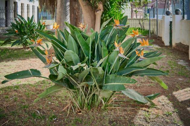 La planta au del paradís en un jardí exterior