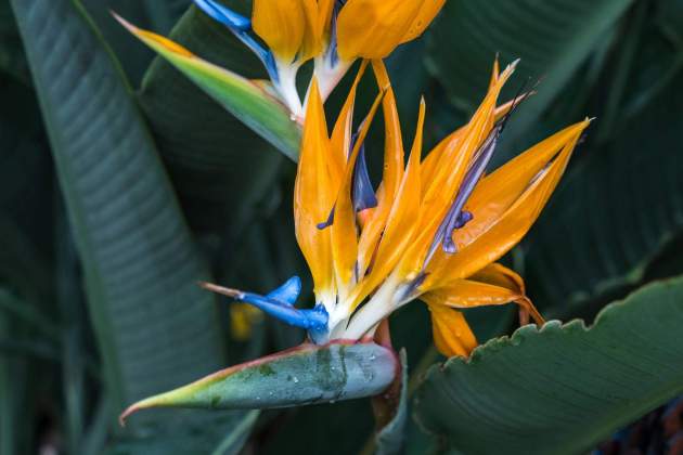 Detall de la flor de l'au del paradís