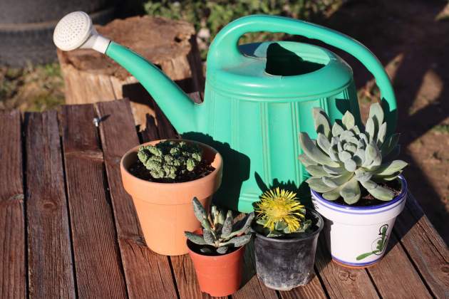 Els cactus i suculentes són les plantes que menys aigua necessiten / Foto: Pixabay