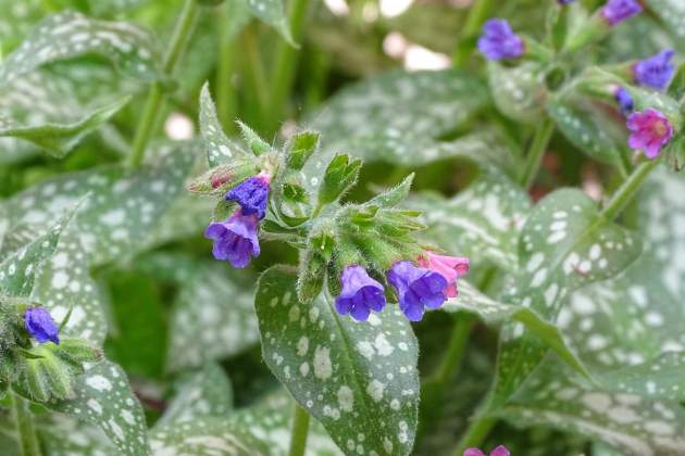 Imatge d'una flor de pulmonària / Foto: Pixabay Imatge d'una flor de pulmonària / Foto: Pixabay