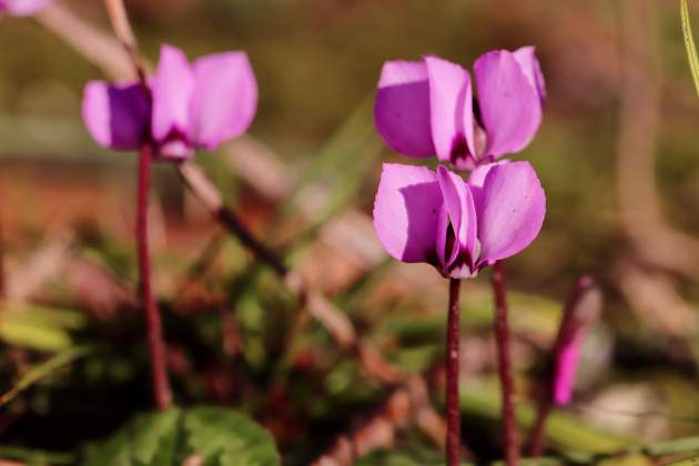 Imatge d'una planta de ciclamen coum / Foto: Pixabay Imatge d'una planta de ciclamen coum / Foto: Pixabay