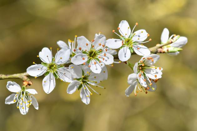 Imatge de la flor del Prunus incisa 'Kojo-no-mai' / Foto: Pixabay Imatge de la flor del Prunus incisa 'Kojo-no-mai' / Foto: Pixabay