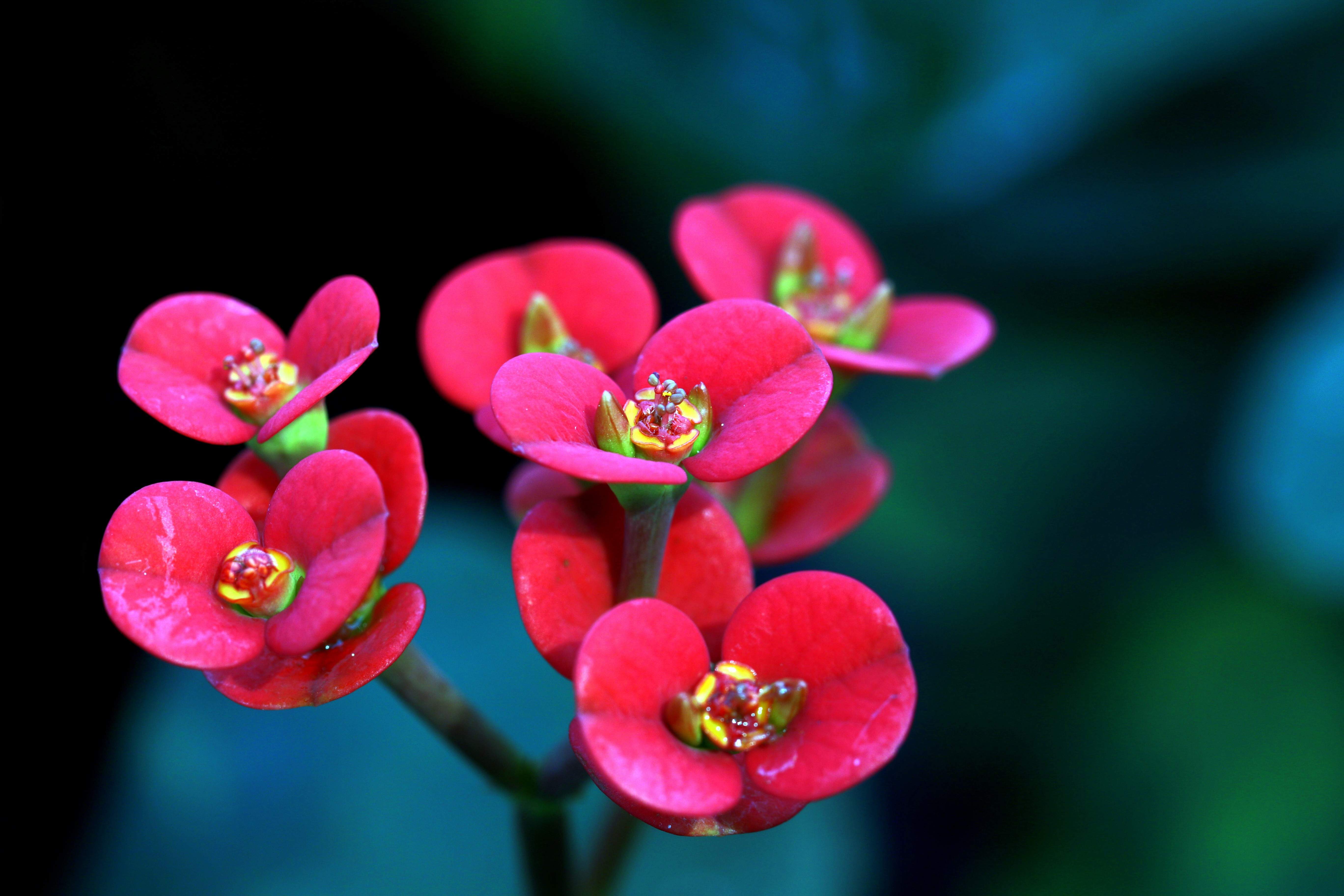 Les plantes que pràcticament no necessiten cures i t'ompliran el balcó de flors: les has de plantar ara