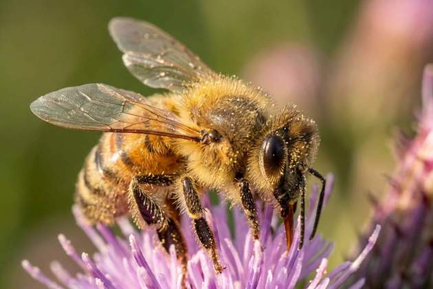 Esta imagen de una abeja fue generada con IA