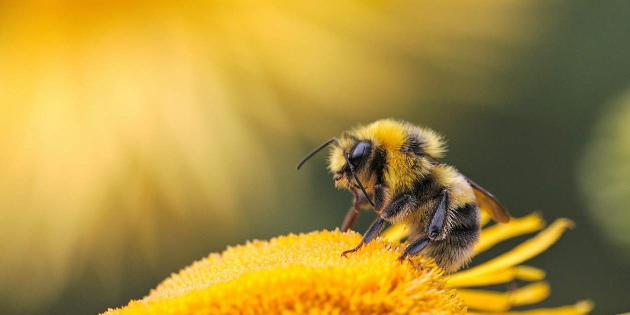 Científicos se plantean si las abejas y ChatGPT podrían ser conscientes