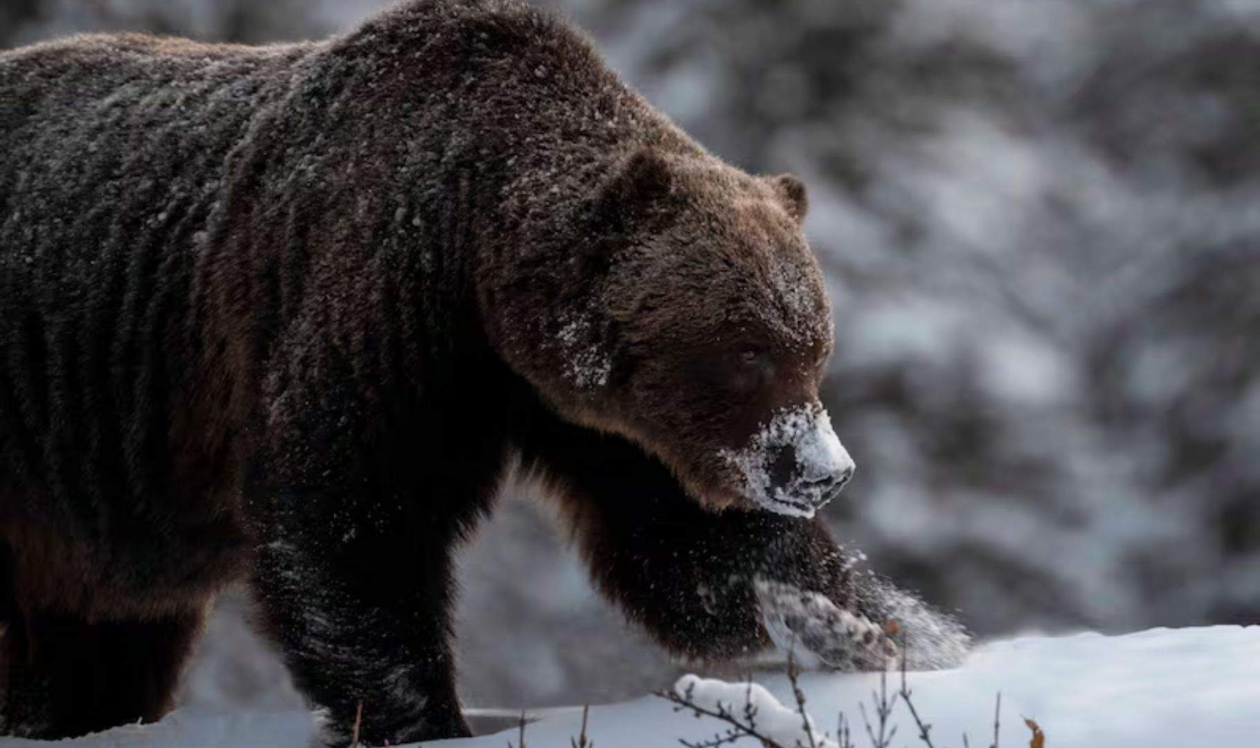 Un dels ossos grizzly més grans del món s'ha tret 