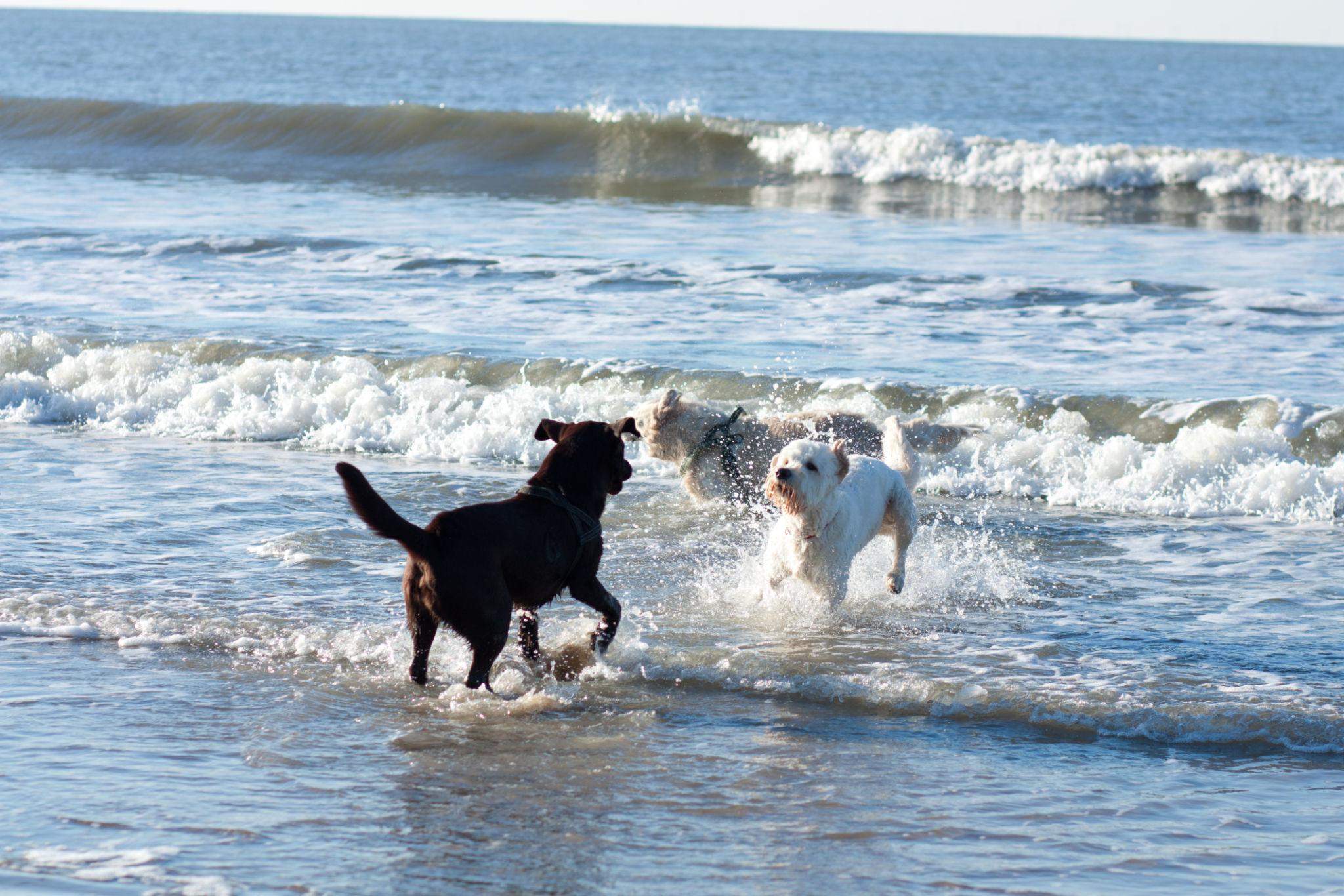 Estas son todas las playas para perros que hay en Catalunya