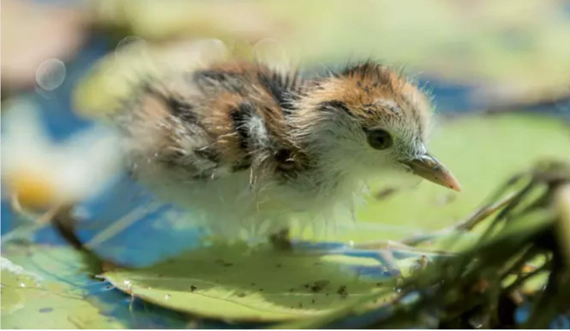 El programa de biodiversitat BiObserva compleix 10 anys