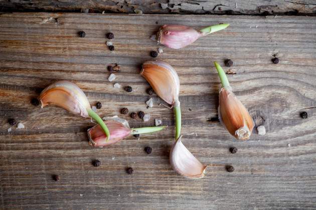 Ajo germinado. / Foto: Cedida