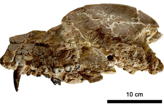 Crani Paludocyon / Institut Catala Paleontologia Crani Paludocyon / Institut Catala Paleontologia