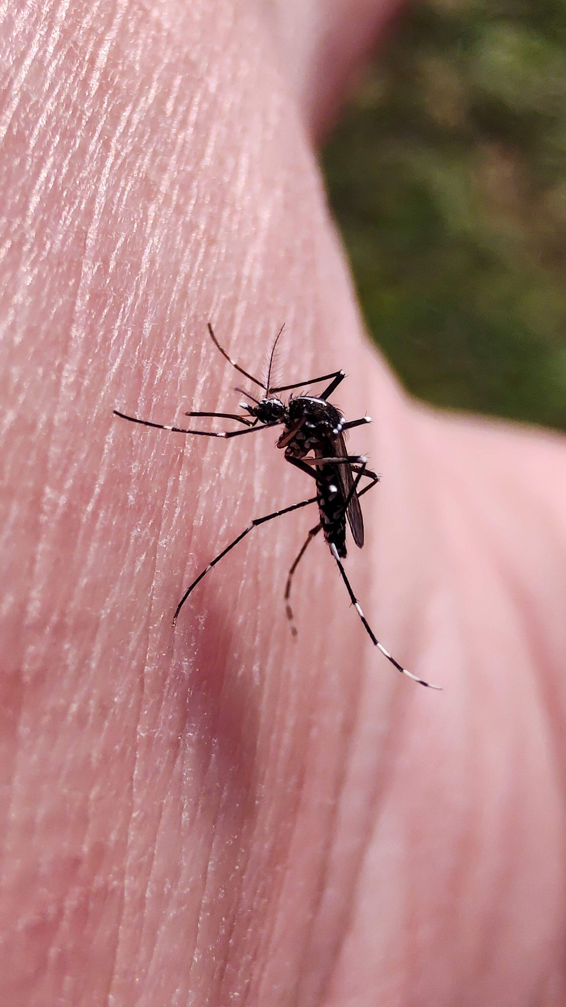 Aranya, mosquit o vespa: com diferenciar una picada d'una altra