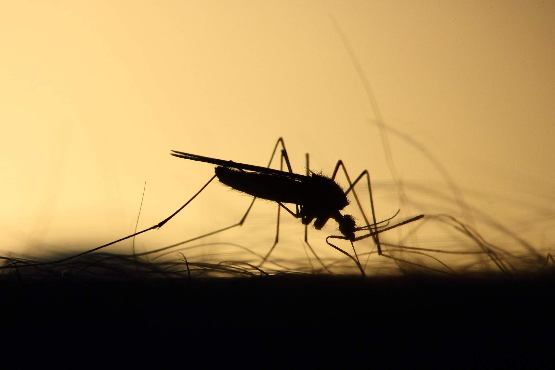 Aquest complex sistema de defensa làser guiat per IA deixarà casa teva lliure de mosquits