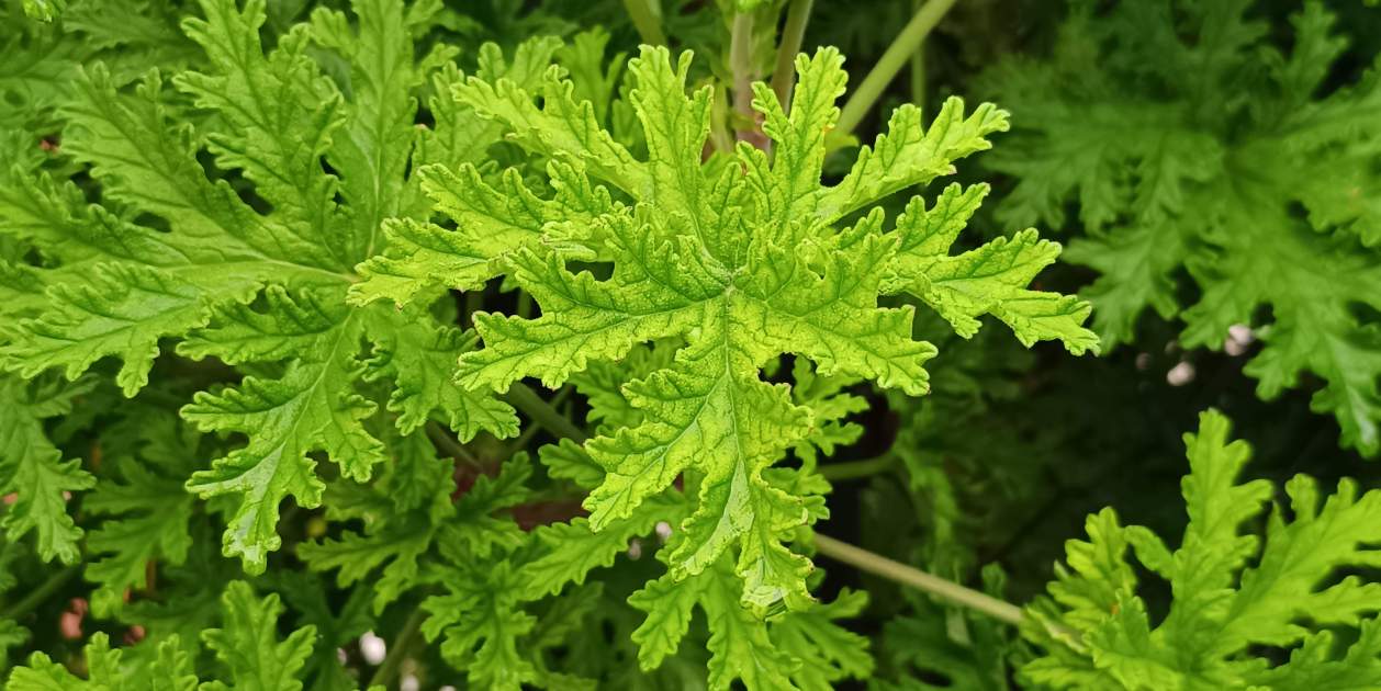 Fulles de citronel·la / Foto: Pexels