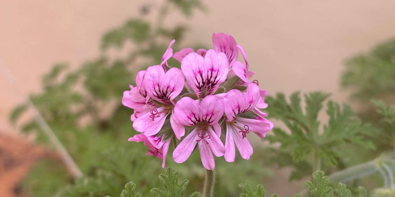 Planta contra els mosquits / Foto: Pexels