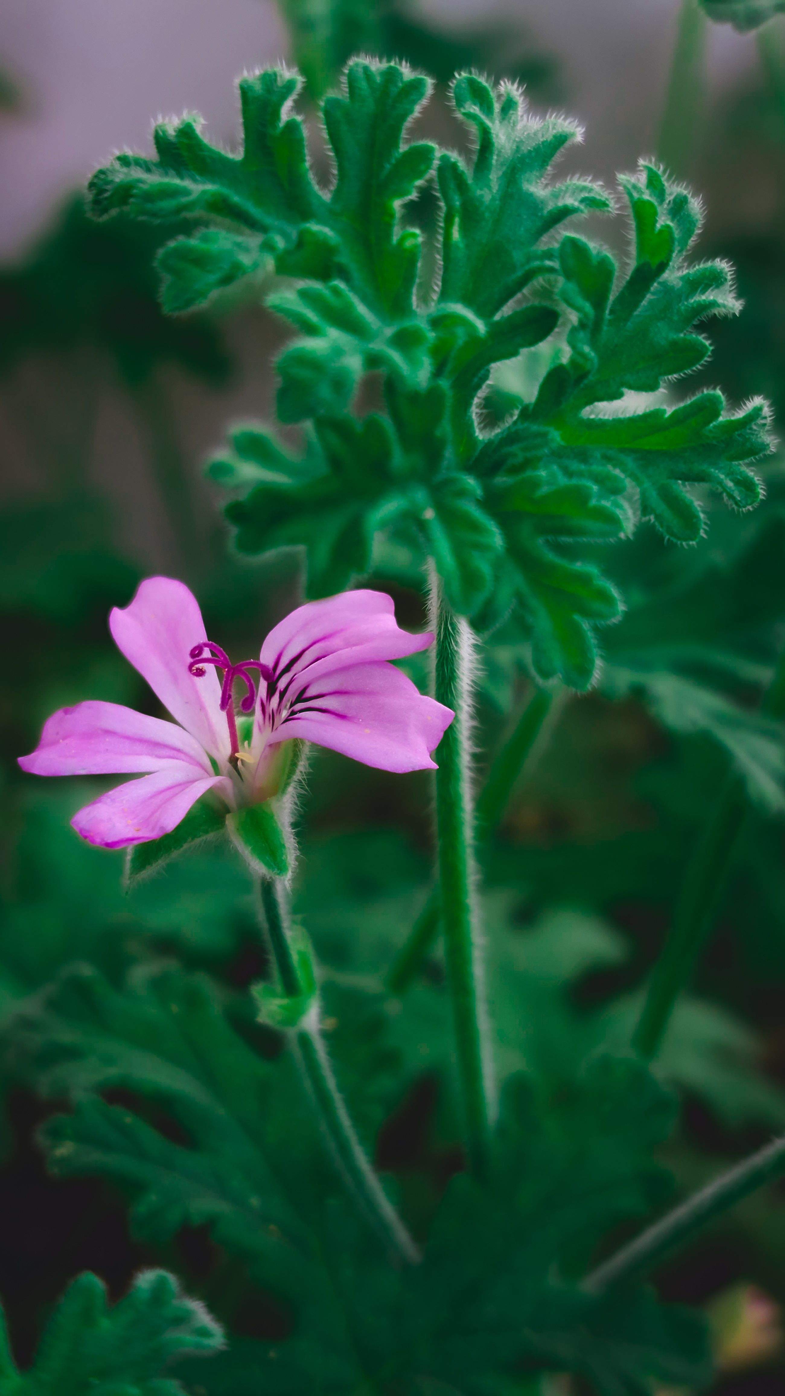 La planta que ajuda a mantenir els mosquits a ratlla: no pots passar l'estiu sense ella a casa