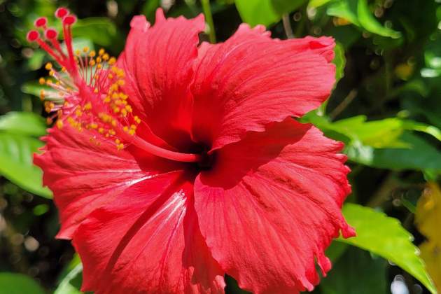 Imatge d'una flor d'hibisc / Foto: Pexels Imatge d'una flor d'hibisc / Foto: Pexels