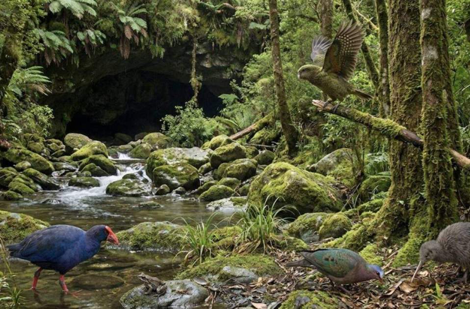 Recreació de la nova cova descoberta a Nova Zelanda | Imatge Paul Scofield Recreació de la nova cova descoberta a Nova Zelanda | Imatge Paul Scofield