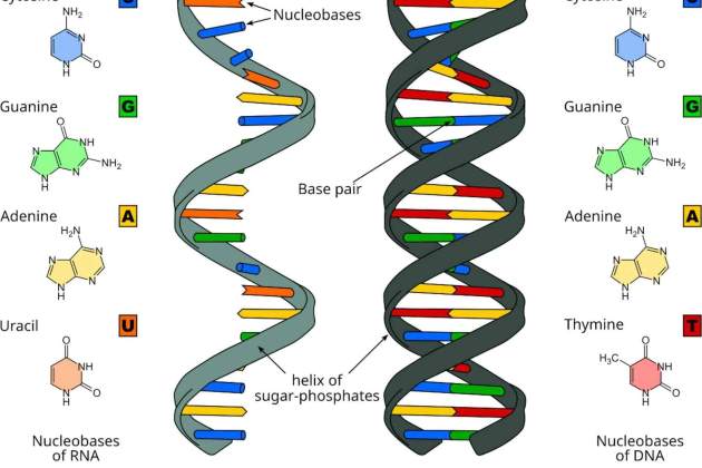 Diagrama RNA y DNA Diagrama RNA y DNA