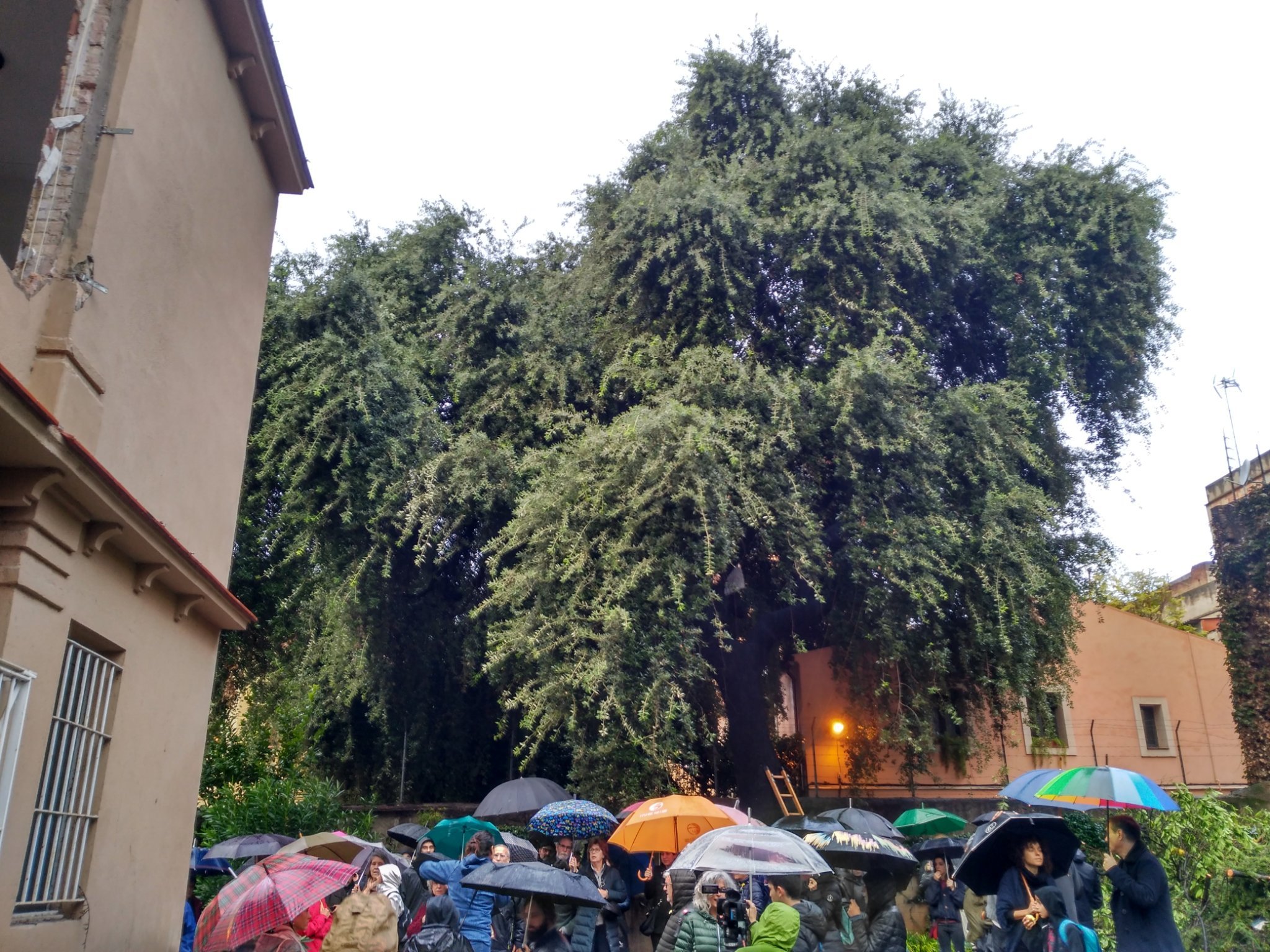 Vecinos de Gràcia se movilizan para impedir el derribo de dos casas y la tala de una encina