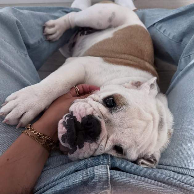 Bimba, la gosseta d'Ainhi Garcia i Nico Williams / Instagram Bimba, la gosseta d'Ainhi Garcia i Nico Williams / Instagram