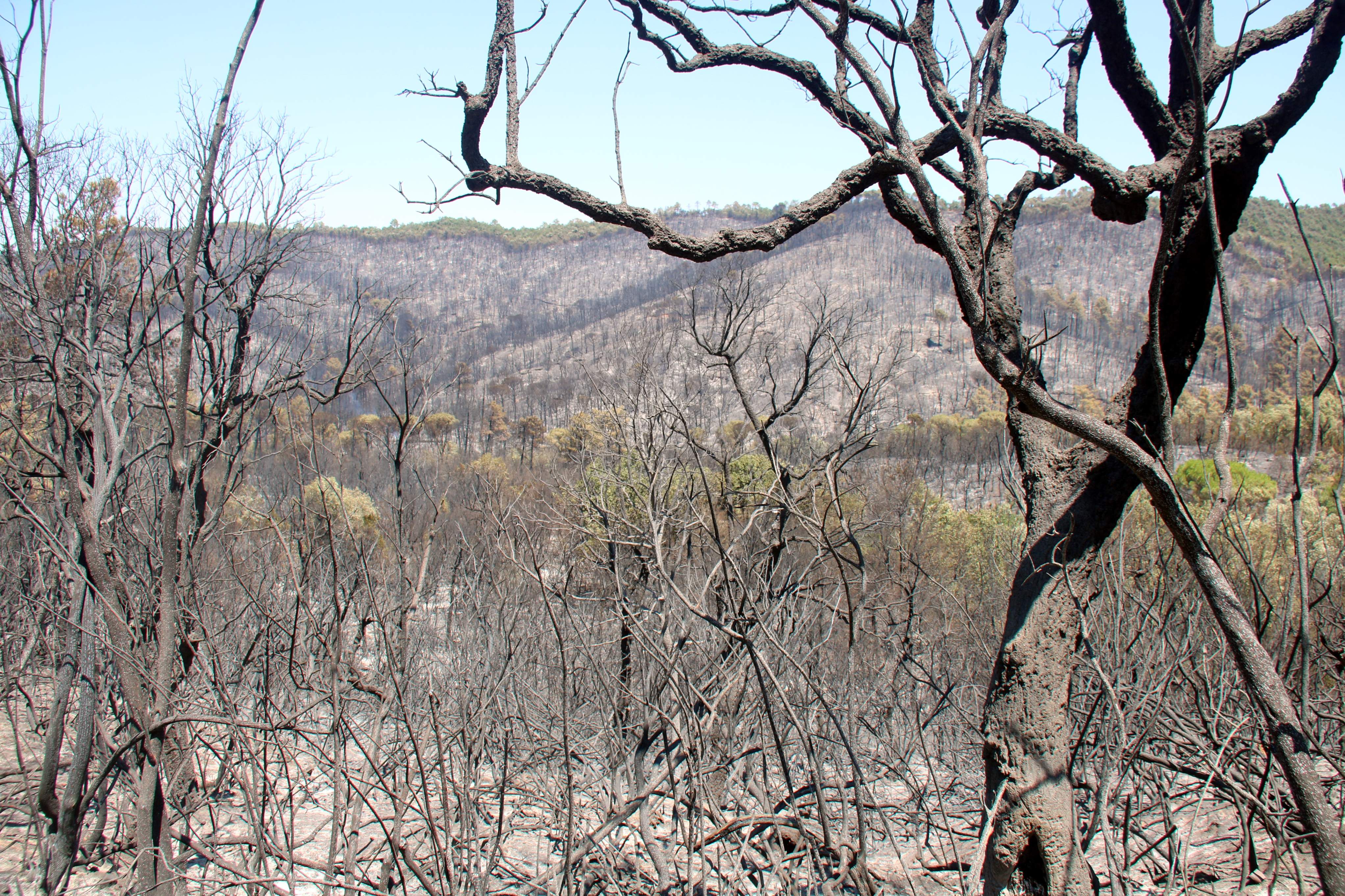 Els Bombers tenen un 80% del perímetre de l'incendi de les Gavarres treballat, però continuen patint represes