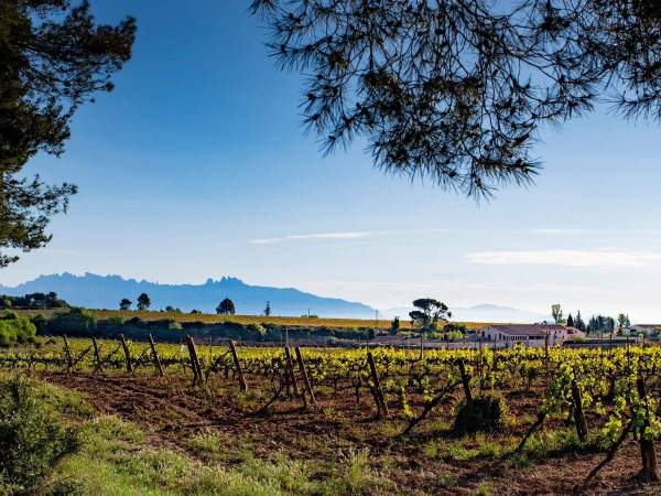 Vinyes del grup Ferrer Wines, de la familia Ferrer