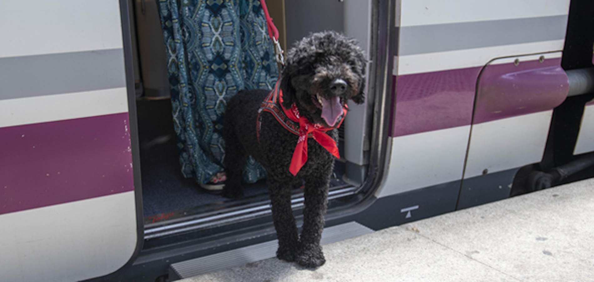 Renfe abre las puertas a los perros grandes: ya podrán viajar en casi todos los trenes
