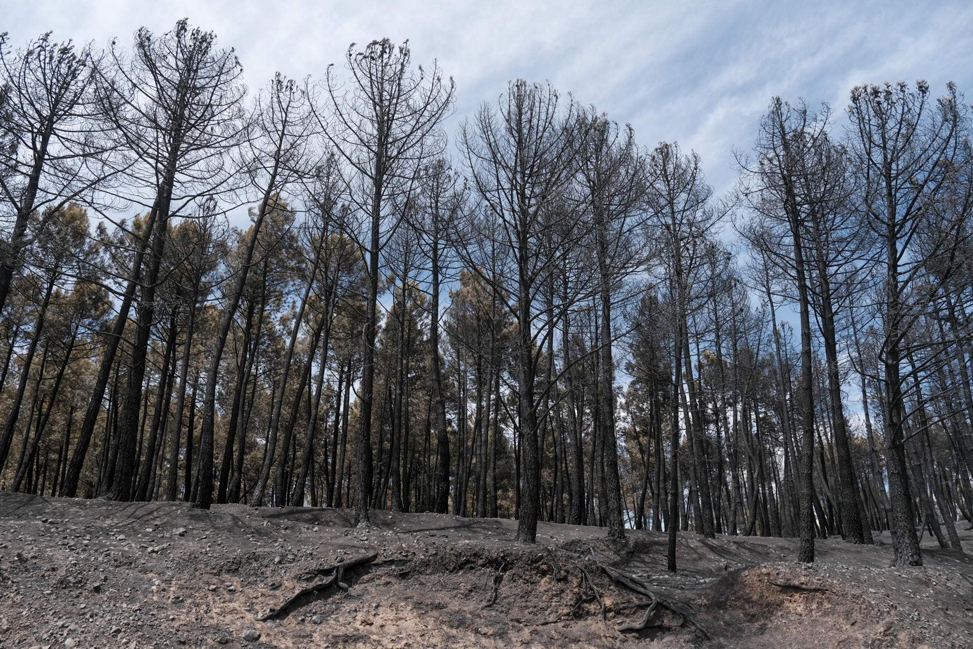 Gairebé 20.000 hectàrees arrasades pels dos incendis de Saragossa i Guadalajara
