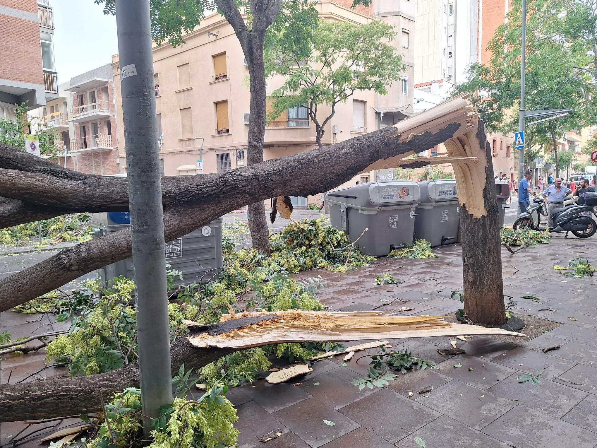 ¿Qué son los reventones? El fenómeno ligado al calor que ha arrasado la avenida Carrilet de l'Hospitalet