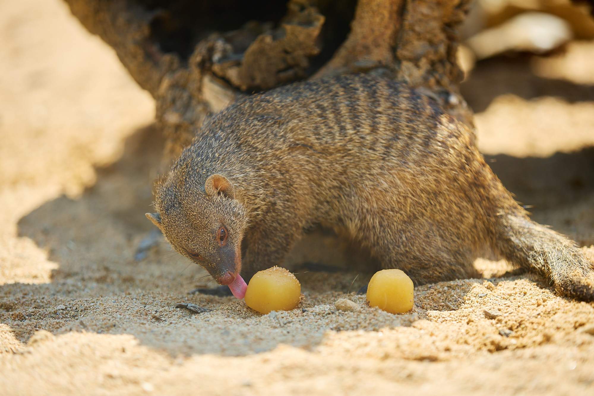Helados de gusanos o hielo con pescado: alimentos refrescantes para combatir el calor en el Zoo de Barcelona