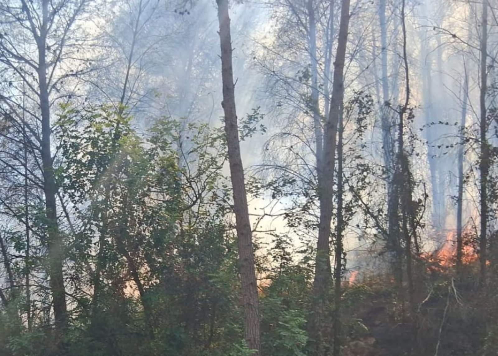 Un incendi forestal crema fora de control a Cubelles i obliga a confinar més de 2.000 persones