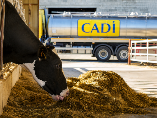 Cadí Cadí